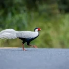 A silver pheasant in Vietnam.