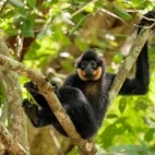 A yellow-cheek crested gibbon, in Vietnam.