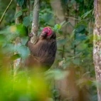 A stump-tailed macaque, Vietnam.