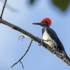 White-bellied woodpecker in Vietnam.