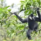 A white-cheeked gibbon in Vietnam.