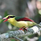An Indochinese green magpie in Vietnam.