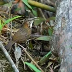An Indochinese wren-babbler, Vietnam.