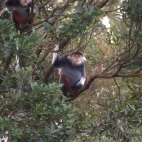 Red-shanked douc langur in Vietnam.