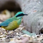 A bar-bellied pitta in Vietnam.