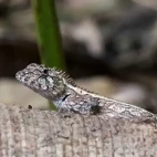 A blue-crested lizard in Vietnam.