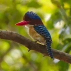 A banded kingfisher in Vietnam.