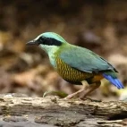 A bar-bellied pitta in Vietnam.