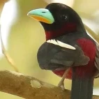 Black and red broadbill, Vietnam.
