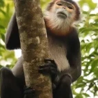 Black-shanked douc langur in Vietnam.