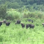 Gaur in Vietnam.
