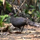 A Germain's peacock-pheasant in Vietnam.