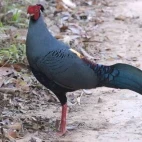 A Siamese fireback in Vietnam.