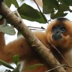 A yellow-cheeked gibbon in Vietnam.