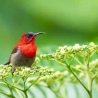 A crimson sunbird in Vietnam.