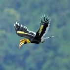A great hornbill in Vietnam.