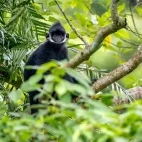 Hatinh langur in Vietnam