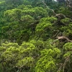 Aerial view of a green cypress forest in Vietnam