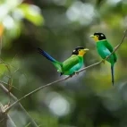 Two long-tailed broadbills, in Vietnam.