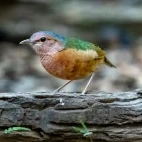 A blue-rumped pitta in Ma Da Forest, Vietnam