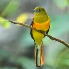 An orange-breasted trogon, in Vietnam.