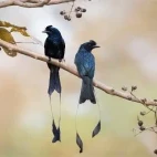 Pair of racket-tailed drongos in Vietnam.