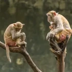 Rhesus macaque in Vietnam.
