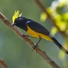 A sultan tit in Vietnam.