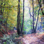 Autumn forest in Dilijan National Park, Armenia