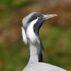 Demoiselle crane in Armenia