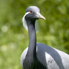 Demoiselle crane in Armenia