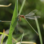 Ivory featherleg in Armenia.