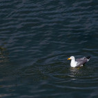 Armenian gull in Lake Sevan, Armenia