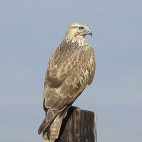 Long-legged buzzard in Armenia.