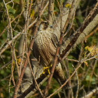 Peregrine falcon in Armenia.