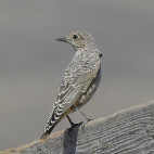 Rufous-tailed rock thrush in Armenia.
