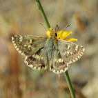 Sage skipper in Armenia.