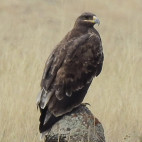 Steppe eagle in Armenia.