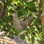 Thrush nightingale in Armenia.