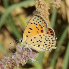 Turkish fiery copper in Armenia.