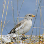 White-winged snowfinch in Armenia.