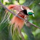 Raggiana bird of paradise in Papua New Guinea.