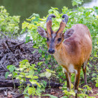 Barking deer