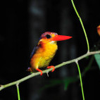 Oriental dwarf kingfisher in Borneo.