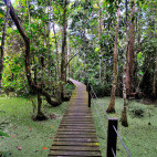 Boardwalk at Abai Jungle Lodge