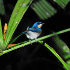 Female Malaysian blue flycatcher in Borneo.