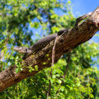 Asian water monitor near Kinabatangan river, Borneo.
