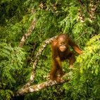 Baby orangutan in Borneo