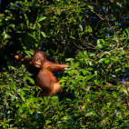 Orangutan in Borneo.