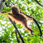 Baby orangutan in Borneo